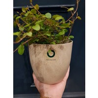 Ecoflor AB