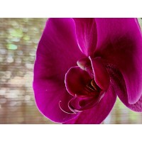 Stans Orchids logo - Similar company to Viewitmedia - Custom Digital Signage