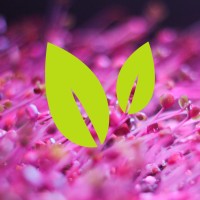 Spark-Y logo - Similar company to Hothouse Collaborative