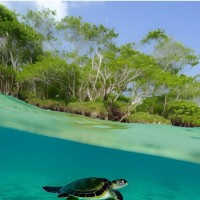 Triangle Carbon Strategies logo - Similar company to Springwater Global (Swg Partners)