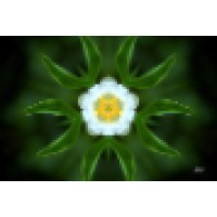 Trillium Round Table