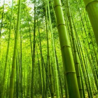 de BamBoe logo - Similar company to Brik Consultancy