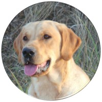 J & M Retrievers And Kennels
