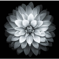Black Lenz logo - Similar company to Digitwelve Ads