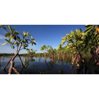 Mangroves de Guinée logo - Similar company to Oneclosers