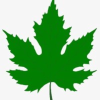 Wadi Kashmir Typing Services - L.L.C - S.P.C logo - Similar company to Pulsetree.Io