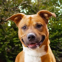 Vanderburgh Humane Society logo - Similar company to It Takes A Village No-Kill Rescue
