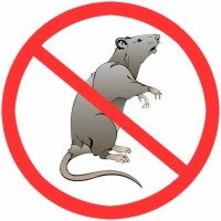 Éradiqueo Dératisation Paris logo - Similar company to L'As Du Nuisible- Dératisation Désinsectisation Désinfection