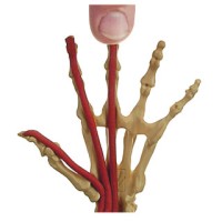 ANATOMY IN CLAY® Learning System logo - Similar company to Visible Body