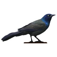 Blackbird BI, LLC logo - Similar company to Itamology Llc