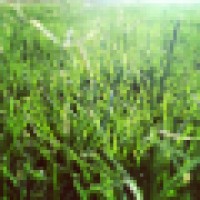 Southwest Sod