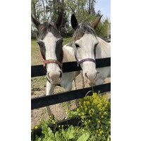 LIFT ME UP! Therapeutic Riding logo - Similar company to Gritlabs