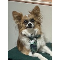 Animal Clinic of the Oaks