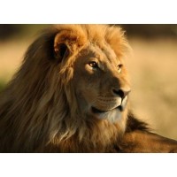 Lion Ethiopia Tourism and Hotel College logo - Similar company to Welland Plastic