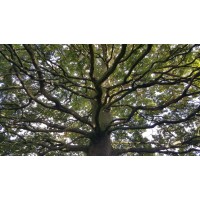 Spirit Tree Consulting logo - Similar company to #Lovework