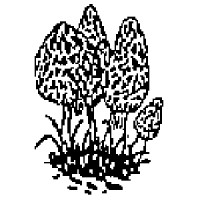 Mycobulle - Société de mycologie de Bulle logo - Similar company to Mycotour