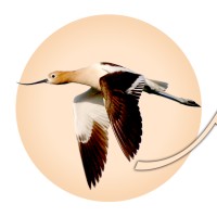 Avocet Tanzania Luxury Safaris logo - Similar company to Eggrun