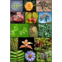 nursery plant company logo - Similar company to Nursery Plants Bd