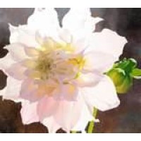 Enchanted Florist logo - Similar company to Enchanted Florist