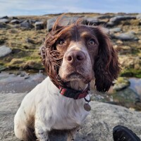 Katie's K9s logo - Similar company to The Hell Gate