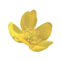 Anémone logo - Similar company to Consultant Structural Ov