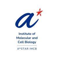 A*STAR Institute of Molecular and Cell Biology (A*STAR IMCB) logo - Similar company to A*Star - Agency For Science, Technology And Research