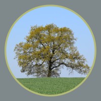 Francis Wealth Management Ltd logo - Similar company to Experium Financial Services