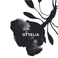Ottelia logo - Similar company to The Executive Hub