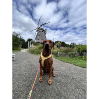 Monitor logo - Similar company to Kjhv Mv