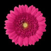 Marshall Florist LLC logo - Similar company to Triou Marketing, Llc