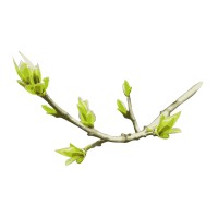 BUDDING BRANCHES, LLC logo - Similar company to Gobischolars