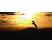 Horse Ways logo - Similar company to Codeunit.Io