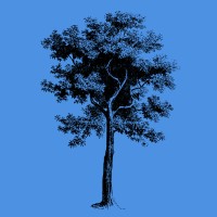 Forest Mile