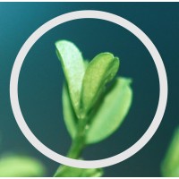 Polycentric logo - Similar company to Epetstore