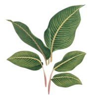 Happy Plant Company logo - Similar company to Summit Drywall & Paint Inc.