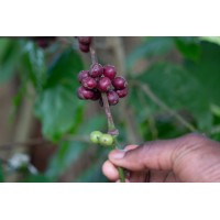Global Seeds of Hope logo - Similar company to Ecoimpact Africa