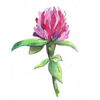 Clover Magazine logo - Similar company to Green Writers Press