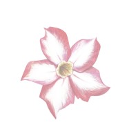 Adenium Commodities logo - Similar company to Macrosfera