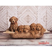 Puppies Designed logo - Similar company to Doggo