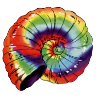 Rainbow Shell