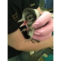Fellow Mortals Wildlife Hospital logo - Similar company to Illinois Beaver Alliance