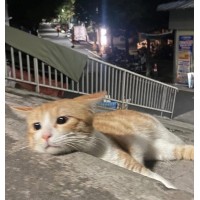 HR yêu meow logo - Similar company to Teckie Force