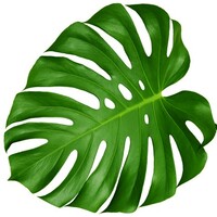 Hawaii Dermatology and Plastic Surgery Centers logo - Similar company to Opal Wellness
