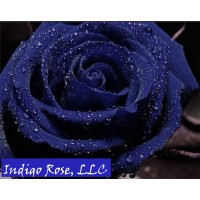 Indigo Rose Llc