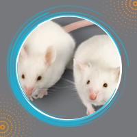 Mutant Mouse Resource & Research Centers MMRRC logo - Similar company to Solovue Business Systems