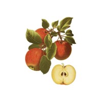 Chiswick Gardening Services logo - Similar company to Amos