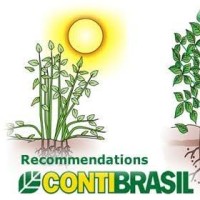 Contibrasil Agroindustrial do Brasil Ltda logo - Similar company to Fiore Di Bufala