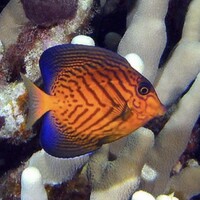 Real Reef Canada