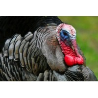 Jirani Turkey & Geese Farm- Malindi- Kenya. logo - Similar company to Precise Foods Kenya Ltd