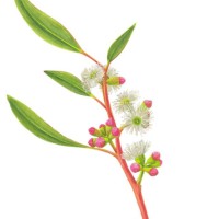 Flowgum logo - Similar company to Greenwich Quantitative Research